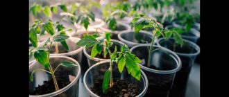 Как вырастить идеальные саженцы томатов: советы от опытных садоводов