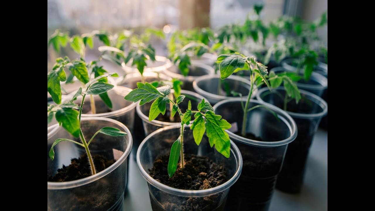 Как вырастить идеальные саженцы томатов: советы от опытных садоводов